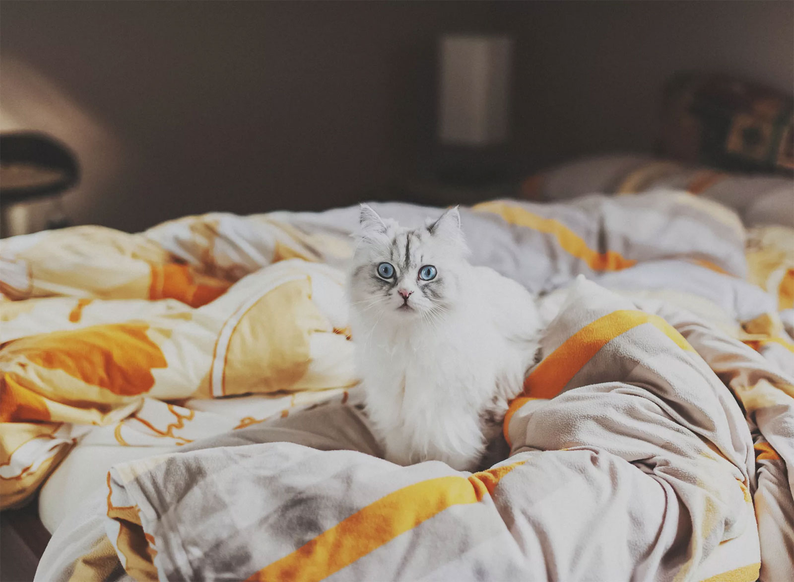 кошка нагадила на кровать примета