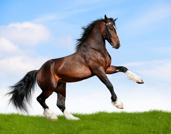 Народные суеверия и приметы о лошадях
